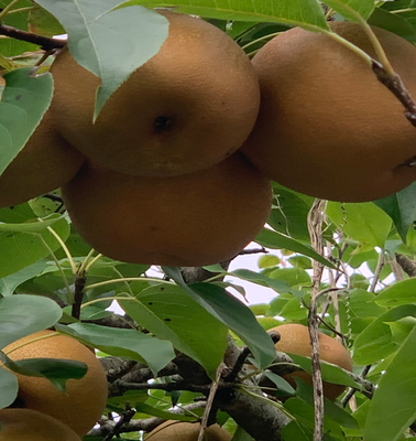 Lê Xuân Trường (OCOP 3 sao)