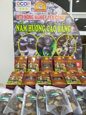 Nấm hương yên Công Cao Bằng (OCOP 4 sao)