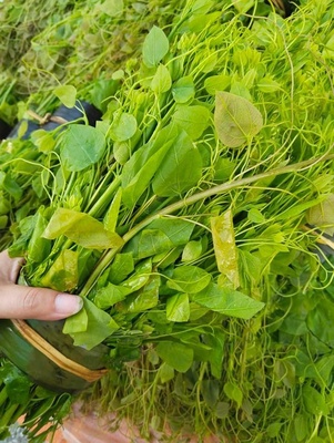 Rau dạ hiến Quốc Toản (OCOP 3 sao)