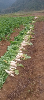 Củ cải sáy Phúc sen