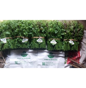 Rau dạ hiến Quốc Toản (OCOP 3 sao)