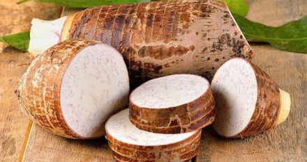 Khoai môn thơm Hoàn Lưu