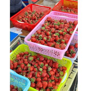 Dâu tây VietGAP (OCOP 3 sao)