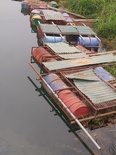Cá lồng