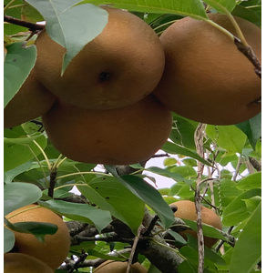 Lê Xuân Trường (OCOP 3 sao)