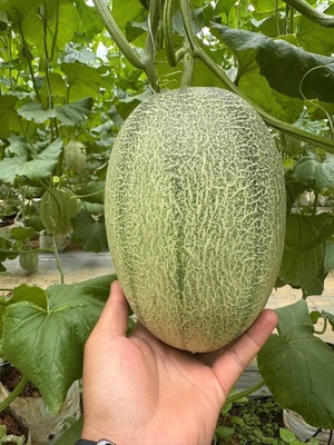 Dưa lưới Nam Phong