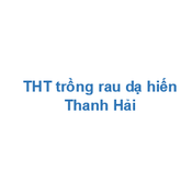 THT trồng rau dạ hiến Thanh Hải