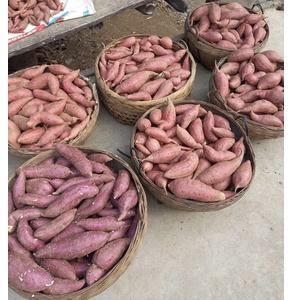 Khoai lang Phúc Sen