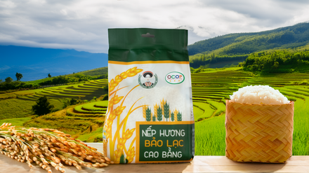 Gạo nếp hương Bảo Lạc