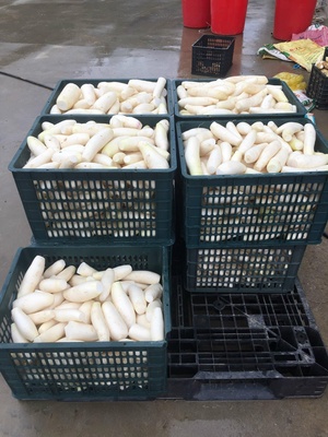 Củ cải sáy Phúc sen