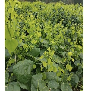 Rau dạ hiến Quốc Toản (OCOP 3 sao)