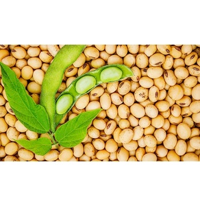 Đậu Tương Hạ Lang (OCOP 3 sao)