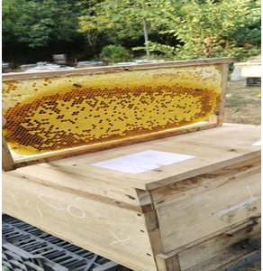 Mật ong Đại Tiến