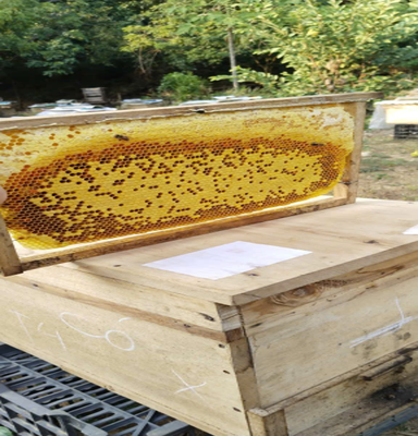 Mật ong Đại Tiến