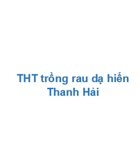 THT trồng rau dạ hiến Thanh Hải