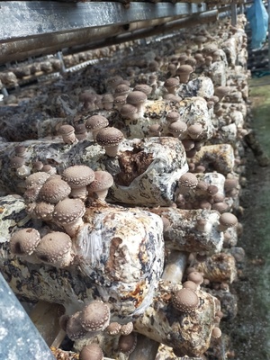 Nấm hương yên Công Cao Bằng (OCOP 4 sao)