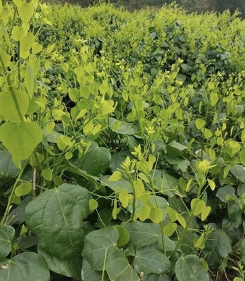 Rau dạ hiến Quốc Toản (OCOP 3 sao)