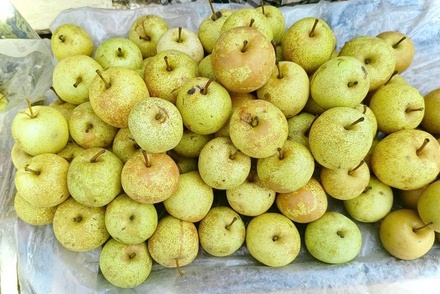 Lê xanh Triệu Kiềm Vạng (OCOP 3 sao)