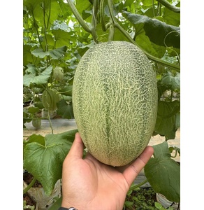 Dưa lưới Nam Phong