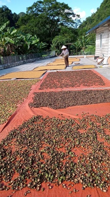 Hạt mác púp Cai Bộ