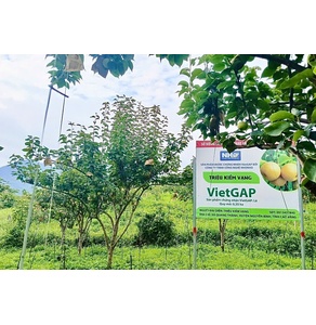 Lê xanh Triệu Kiềm Vạng (OCOP 3 sao)