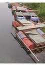 Cá lồng