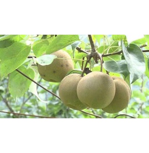 Lê Nà Lèng (OCOP 3 sao)