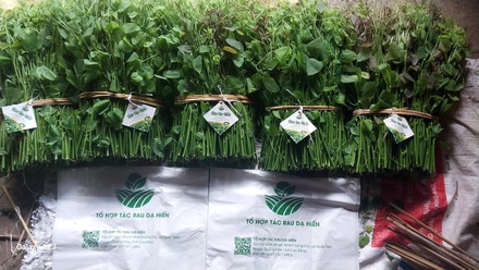 Rau dạ hiến Quốc Toản (OCOP 3 sao)