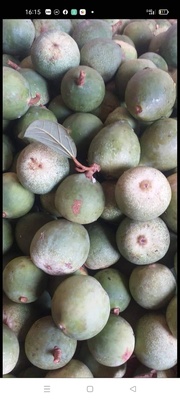 Hạt mác púp Cai Bộ