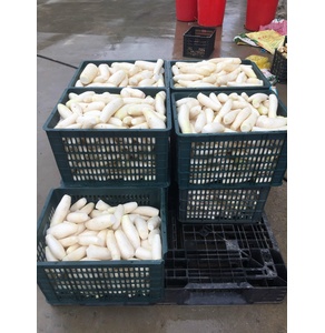 Củ cải sáy Phúc sen