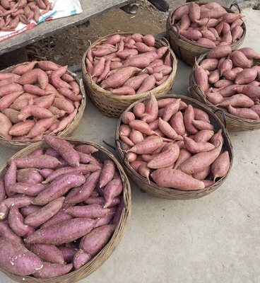 Khoai lang Phúc Sen