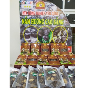 Nấm hương yên Công Cao Bằng (OCOP 4 sao)