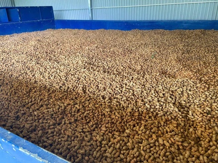Lạc đỏ bản địa Cao Bằng – hương vị bùi ngậy từ núi đá Thông Nông