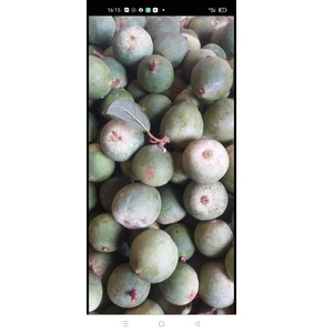 Hạt mác púp Cai Bộ