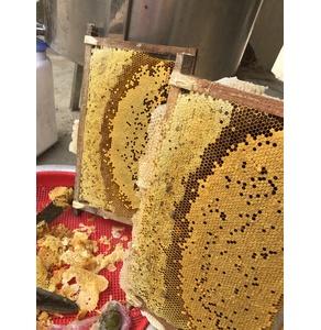 Mật ong Đoàn Linh