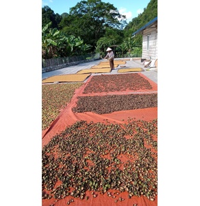 Hạt mác púp Cai Bộ