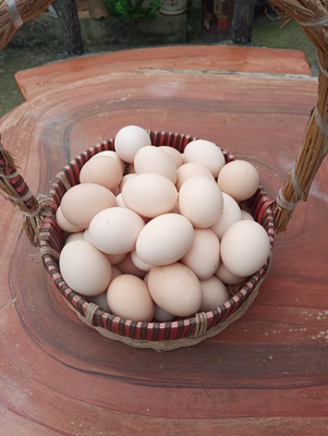 Trứng Gà Bảo Hưng