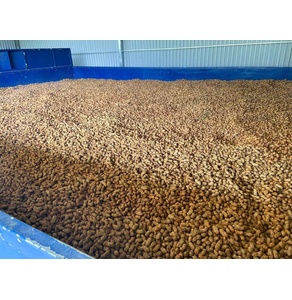 Lạc đỏ bản địa Cao Bằng – hương vị bùi ngậy từ núi đá Thông Nông