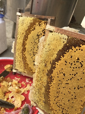 Mật ong Bình Phương