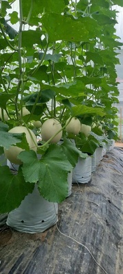 Dưa lưới Nam Phong