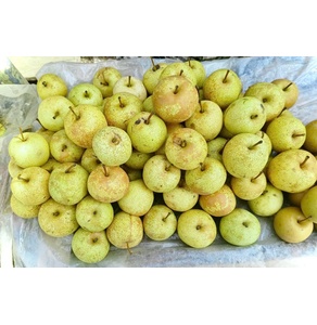 Lê xanh Triệu Kiềm Vạng (OCOP 3 sao)