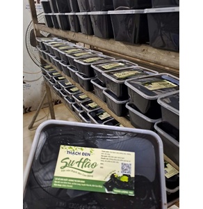 Thạch đen Su Hào