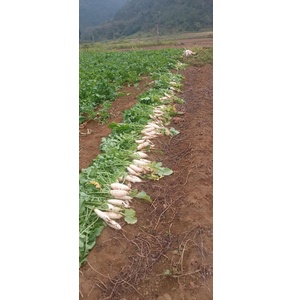 Củ cải sáy Phúc sen