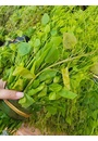 Rau dạ hiến Quốc Toản (OCOP 3 sao)