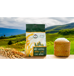 Gạo nếp hương Bảo Lạc