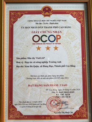 Dâu tây VietGAP (OCOP 3 sao)