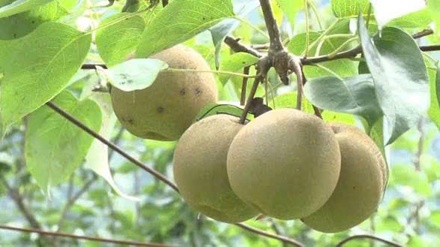 Lê Nà Lèng (OCOP 3 sao)