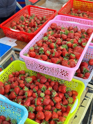 Dâu tây VietGAP (OCOP 3 sao)