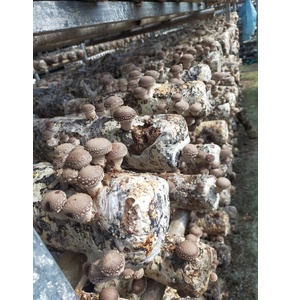 Nấm hương yên Công Cao Bằng (OCOP 4 sao)