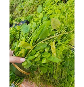 Rau dạ hiến Quốc Toản (OCOP 3 sao)